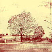 Árvores salvas na Avenida Marginal, por Carlos Gírio