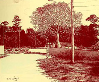 Barriguda da rua Sergipe retratada por Carlos Gírio 