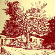 figueira centenria no desenho de Carlos Gírio