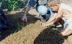 transplante, no curso de horta orgnica
