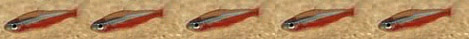 cardinal tetra (montagem sobre foto Proj. Piaba