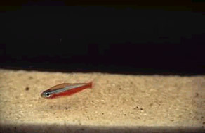 Cardinal tetra: do Amazonas ao aquário - Foto: Projeto Piaba
