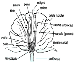 esquema das flores