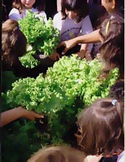 é mais gostoso, quando a gente planta e cuida